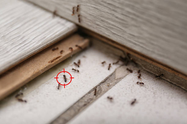 Best Local Pest Control Services  in St Pete Beach, FL